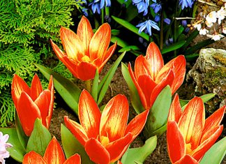 Тюльпаны Шекспир