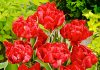 Тюльпаны Вечный огонь