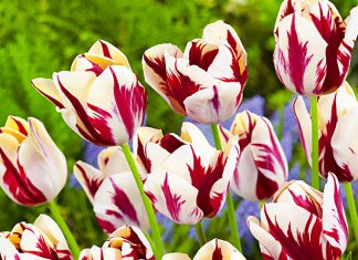 Тюльпаны Знатный вельможа