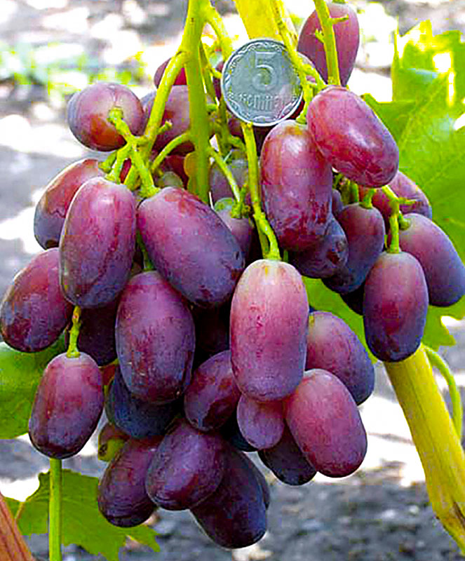Виноград Ягуар