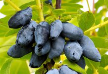 Жимолость Югана